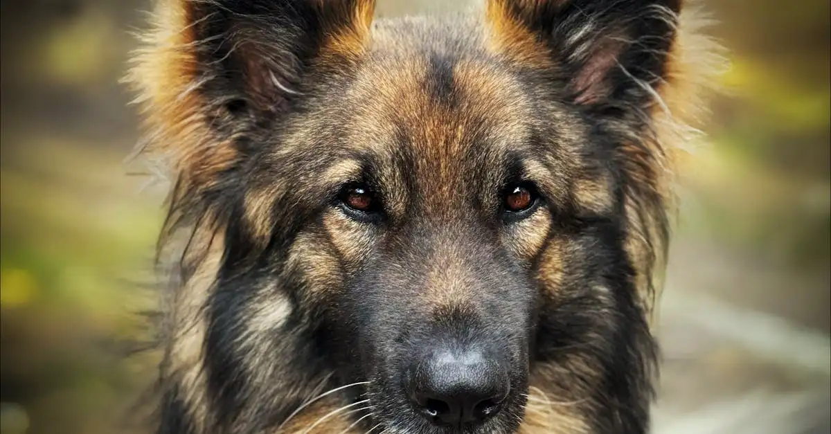 Beste dierenverzekering hond vergelijken en afsluiten