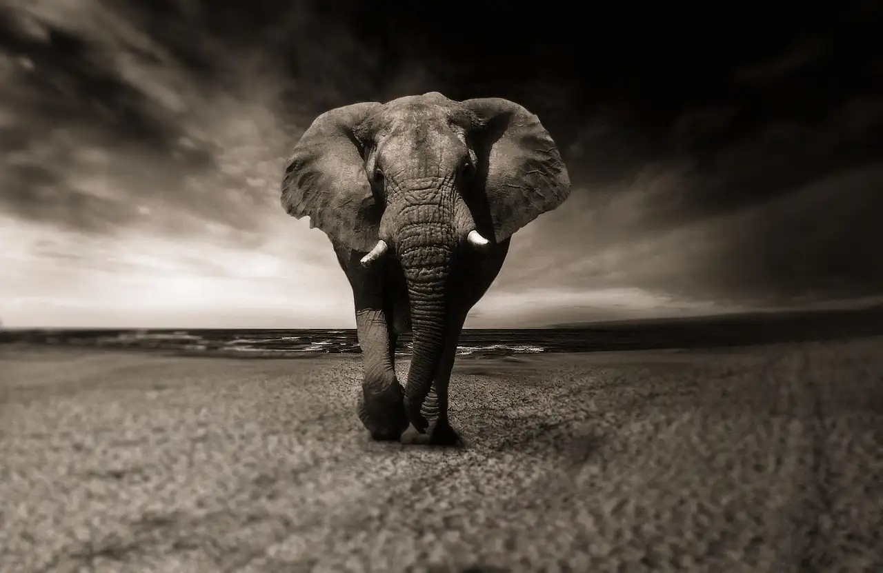 Gedrag