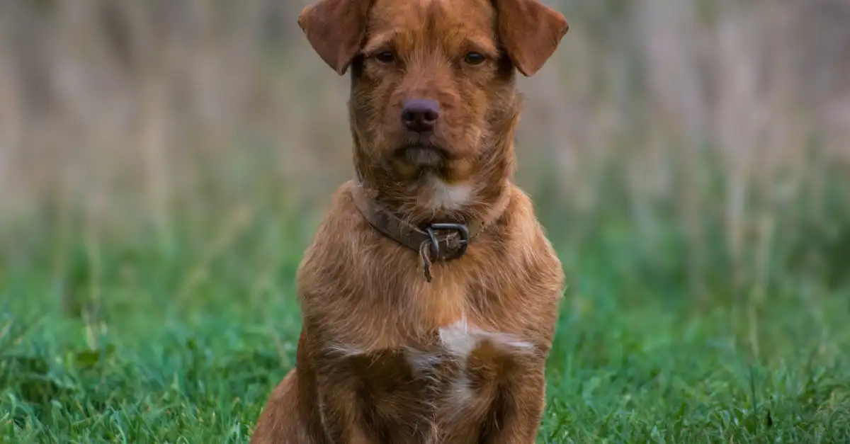 Blaffende hond: Oorzaken, tips en oplossingen voor overlast