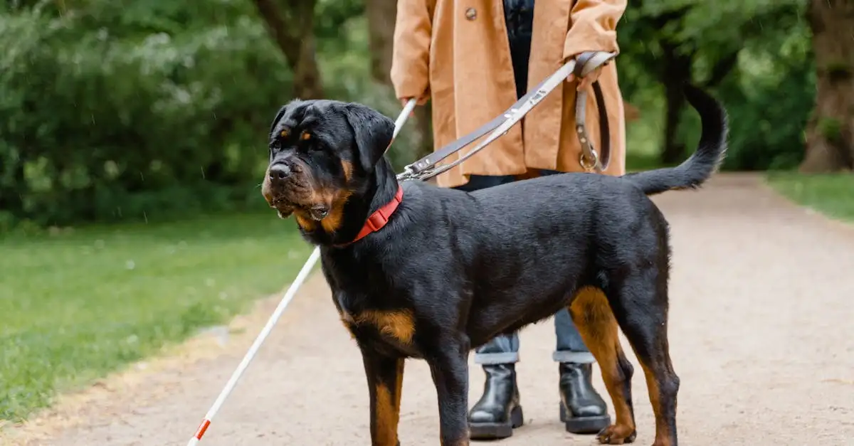 Hond laten cremeren: respectvolle en zorgzame begeleiding
