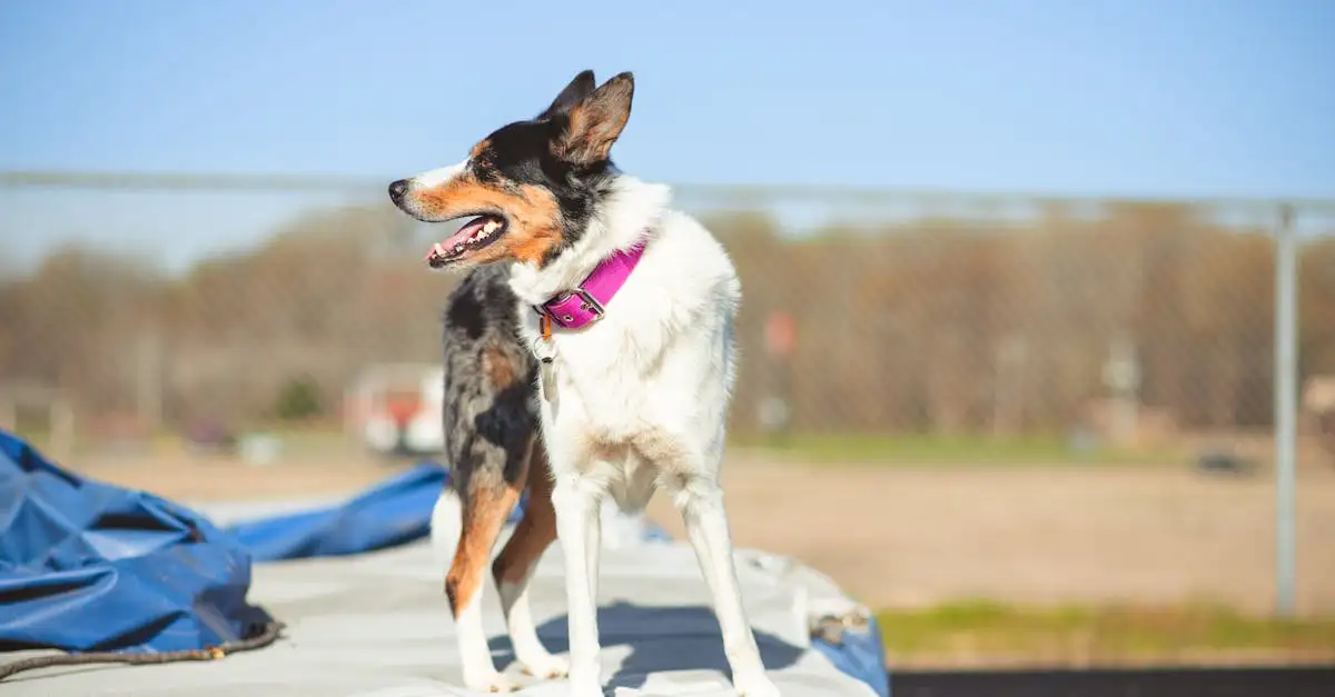 Dierenverzekering hond: beste dekking en premie