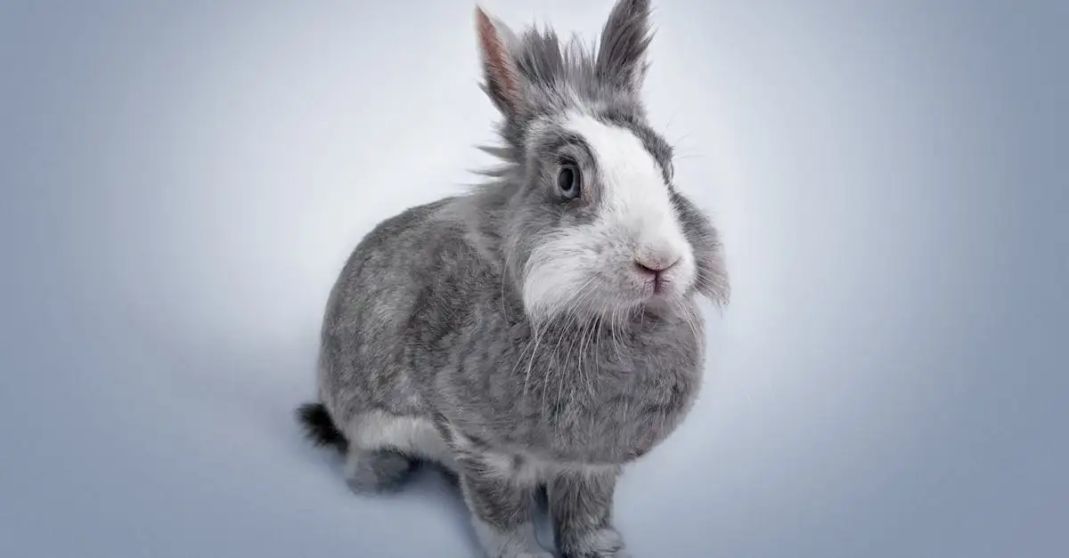 Dierenarts en gezondheid