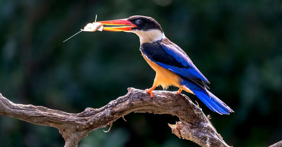 Groeiende vraag naar vers en natuurlijk dierenvoer zet markt op zijn kop