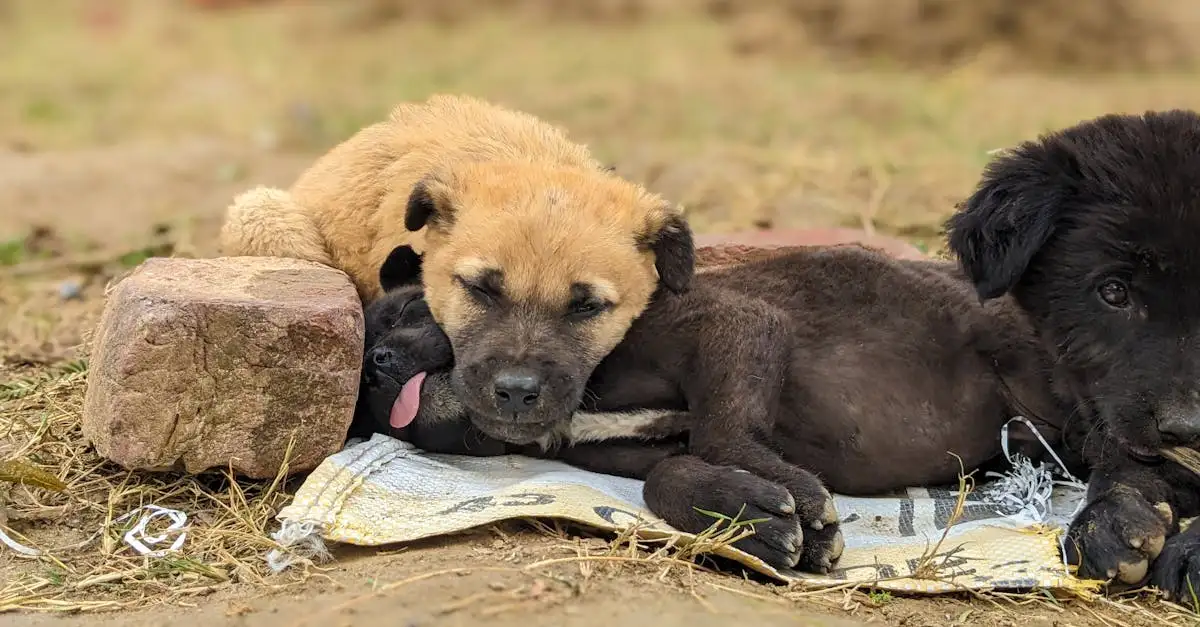 Herplaatsing kleine honden: Vind een nieuw thuis