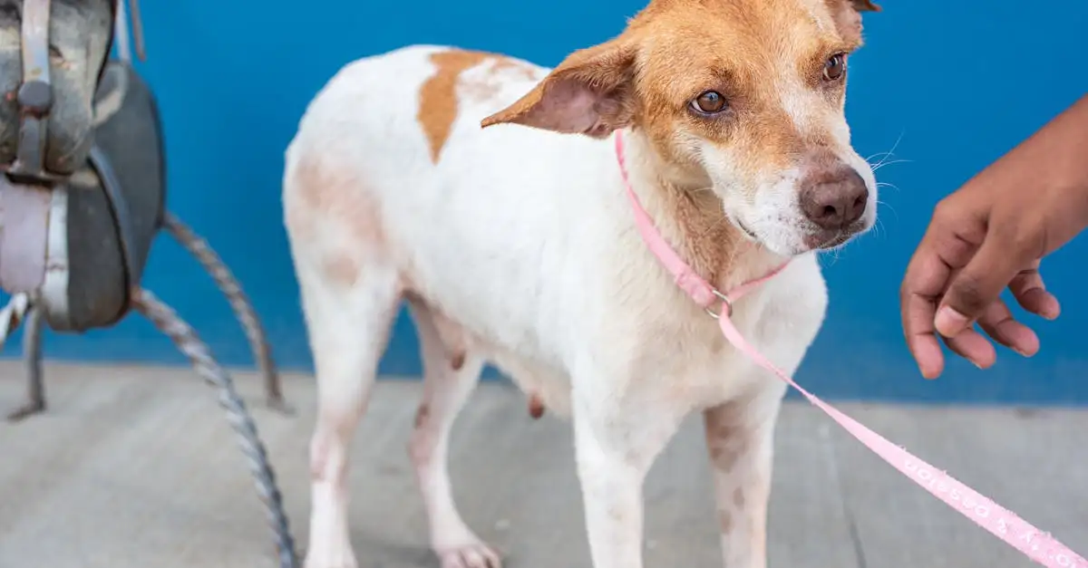 Huisdier online kopen of adopteren: alles wat u moet weten