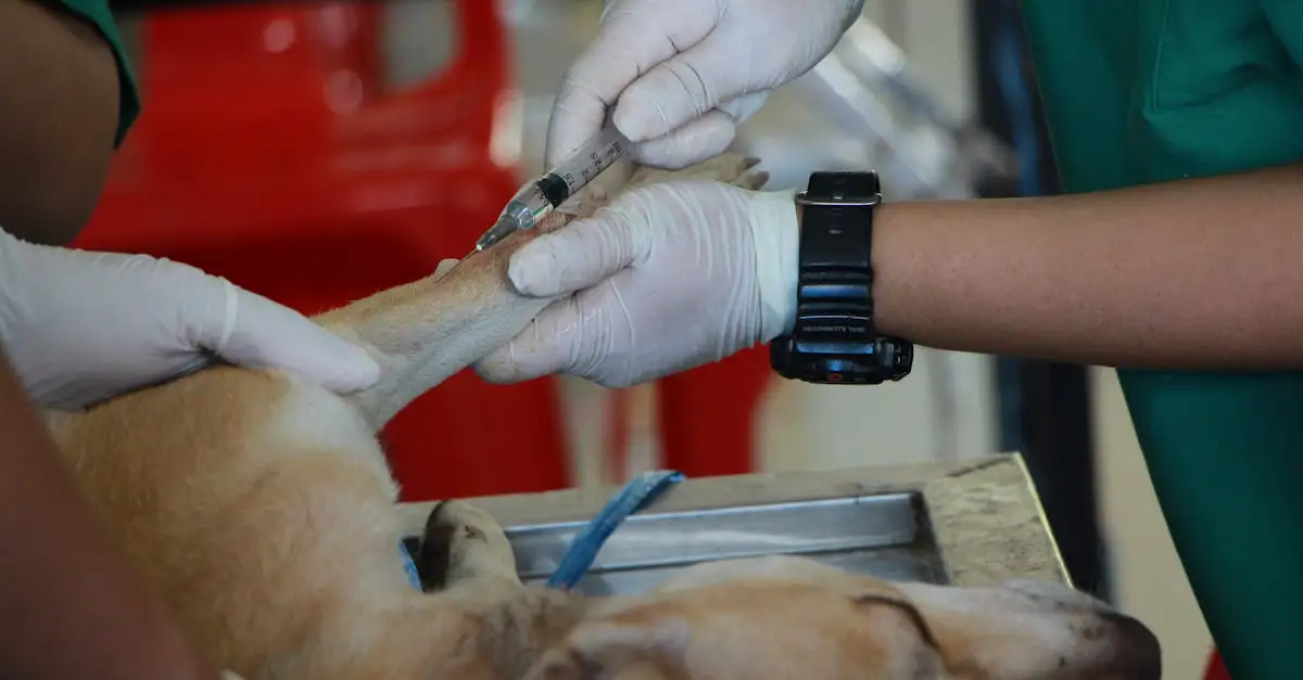 Hond heeft jeuk? Oorzaken en effectieve behandeling