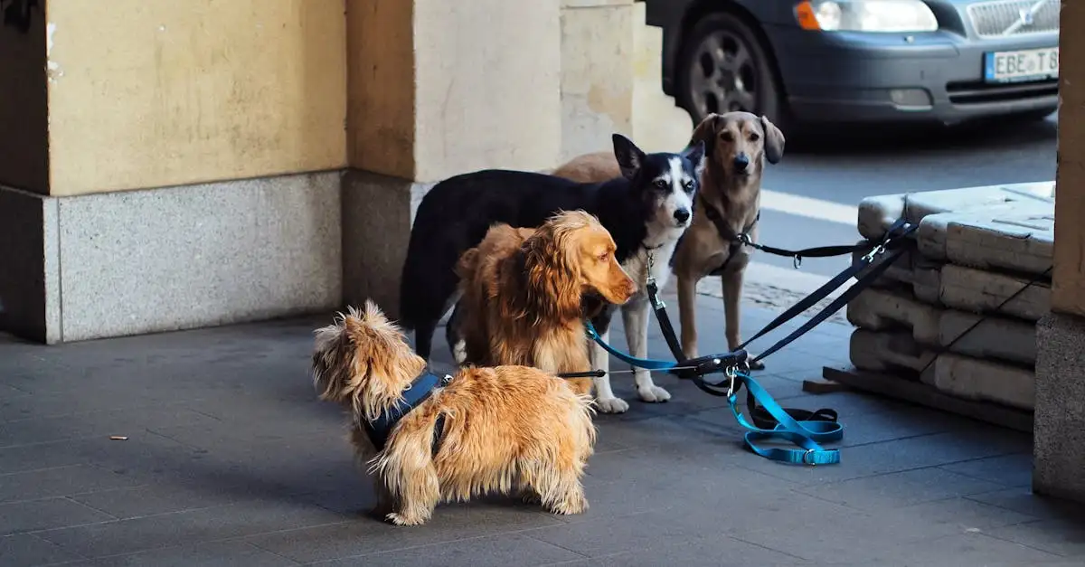 Stroomband hond: Veiligheid en training voor uw viervoeter
