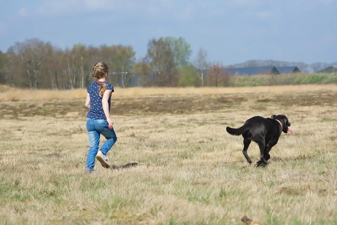 Werpkist hond kopen: veilige en comfortabele kraamkamer